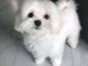 chiot bichon maltais &agrave; adopter 