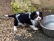 Chiot cavalier king charle disponible 