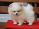 Chiot spitz nain femelle a donner 