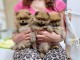 chiot spitz nain pour compagnie 