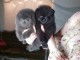 A adopter chiot spitz nain 