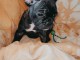 chiot bouledogue fran&ccedil;ais adorable 
