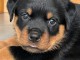 chiot rottweiler &agrave; donner 