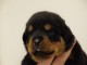 chiot rottweiler &agrave; donner 
