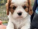 chiot cavalier king charle &agrave; donner 