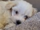 chiot bichon maltais &agrave; donner 