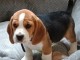 Chiot beagle disponible pour adoption 