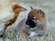 chiot Shiba inu &agrave; donner 