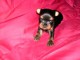 chiot Yorkshire terrier disponible 