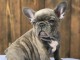 chiot bouledogue fran&ccedil;ais &agrave; donner 