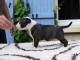 chiot bull terrier m&acirc;le disponible 