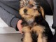 chiot Yorkshire terrier m&acirc;le 