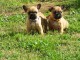 chiot bouledogue fran&ccedil;ais &agrave; donner 