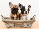 Adoption chiot bouledogue fran&ccedil;ais 