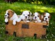 Chiots bulldog anglais lof 