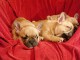 chiot bouledogue fran&ccedil;ais lof