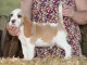 chiot beagle disponible pour adoption 