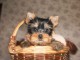 Chiot Yorkshire terrier disponible 