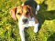 Chiot beagle &agrave; donner 
