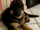 Je donne chiot berger allemand disponible 