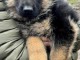 Je donner chiot berger allemand lof 