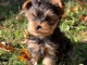 chiot Yorkshire terrier disponible 