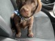 chiot labrador retriever pour adoption 