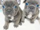 chiot bouledogue fran&ccedil;ais &agrave; donner 