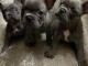 chiot bouledogue fran&ccedil;ais &agrave; donner 