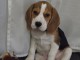 chiot beagle disponible pour adoption 