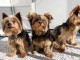 chiot type Yorkshire terrier m&acirc;le et femelle &agrave; donner 