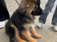 chiot berger allemand lof 