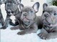 chiot bouledogue fran&ccedil;ais aux yeux bleus 