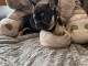 Je donne chiot bouledogue fran&ccedil;ais 