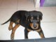 Chiot rottweiler &agrave; donner 