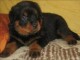 Je donne chiot rottweiler disponible 