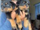 chiot rottweiler &agrave; donner 