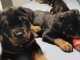 chiot rottweiler &agrave; donner 