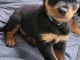 Chiot rottweiler lof m&acirc;le &agrave; donner 