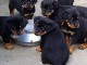 chiot rottweiler &agrave; donner 