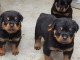 chiot rottweiler &agrave; donner 