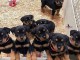 Adoption chiot rottweiler disponible 