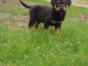 chiot rottweiler &agrave; donner 