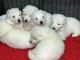 chiot berger blanc suisse lof 