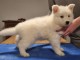 chiot berger blanc suisse lof disponible 