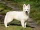 chiot berger blanc suisse lof disponible 