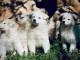 chiot berger blanc suisse lof 