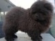 chiot chow-chow &agrave; donner 