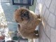 chiot chow-chow &agrave; adopter 