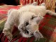 Un m&acirc;le chaton ragdoll disponible 